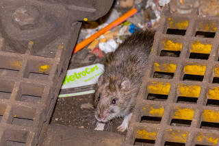 A rat crouches next to trash on a New York subway platform on April 6, 2024. (Lucia Buricelli/The New York Times)