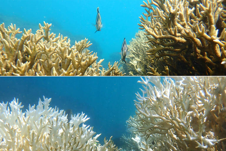 ( ANTES / ACIMA ) -  Corais saudáveis da espécie Millepora alcicornis em Tamandaré (PE) em fevereiro de 2024. ( DEPOIS / ABAIXO ) Corais branqueados da espécie Millepora alcicornis em Tamandaré (PE) em março de 2024
