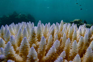 Coral reefs bleach in the Great Barrier Reef as scientists conduct in-water monitoring during marine heat in Moore Reef