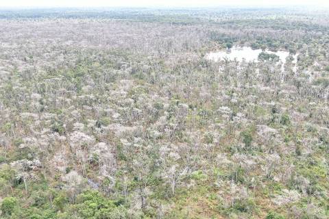 Pecuarista do pantanal é alvo de investigação por desmate químico em 81 mil hectares