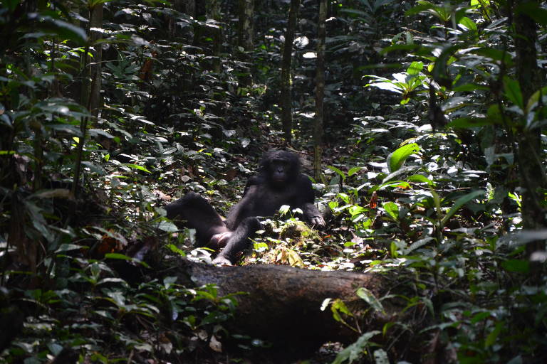 Bonobos, os 'macacos hippies', podem ser menos mansos do que se pensava
