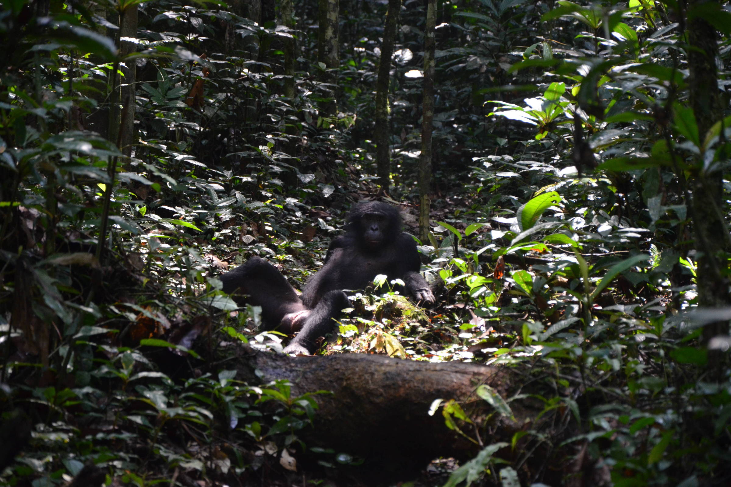 Bonobos may be more aggressive than chimpanzees – 04/16/2024 – Science
