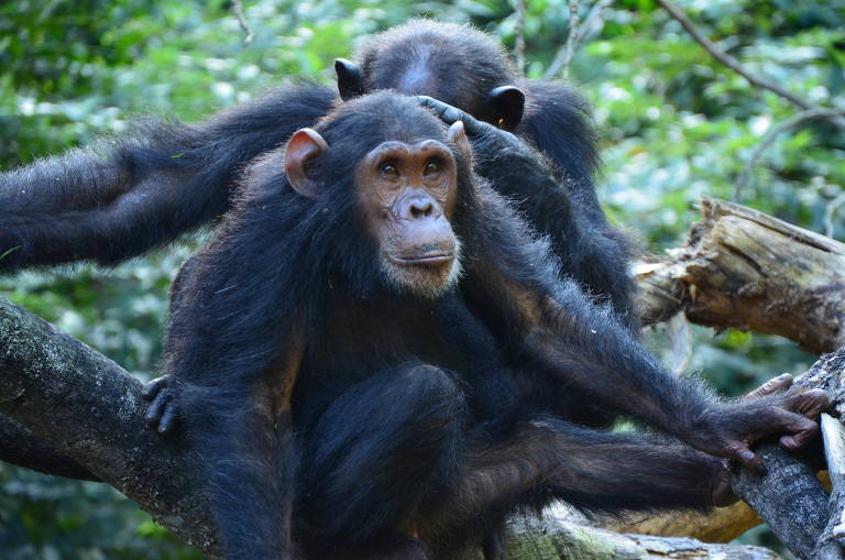 Bonobos podem ser mais agressivos do que chimpanzés-comuns