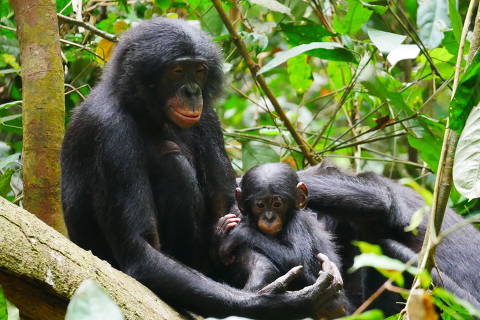 Bonobos ou chimpanzés-pigmeus (Pan paniscus)