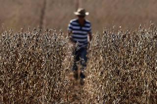 Record harvest in soy cultivation in the state of Rio Grande do Sul