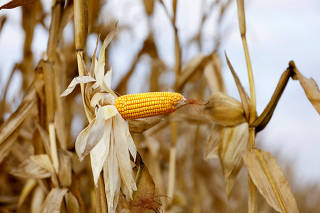 FILE PHOTO: A view shows corn at a plantation in Maringa