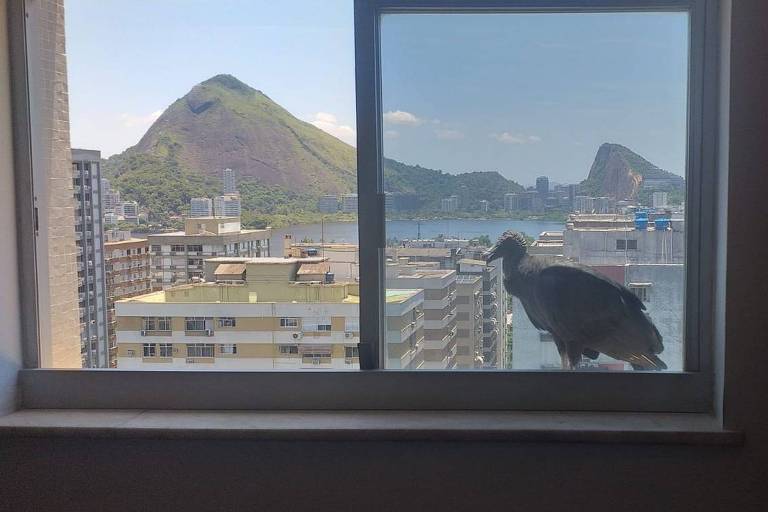 O urubu que pousou na janela de Mirian Goldenberg, no Rio