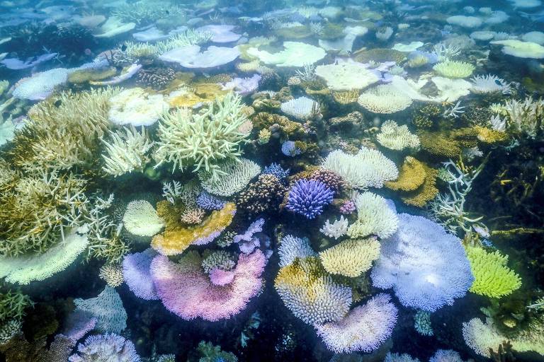 Foto submarina de corais branqueados e mortos 