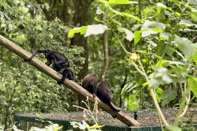 Novos macacos-bugios soltos no Parque Nacional da Tijuca (RJ)