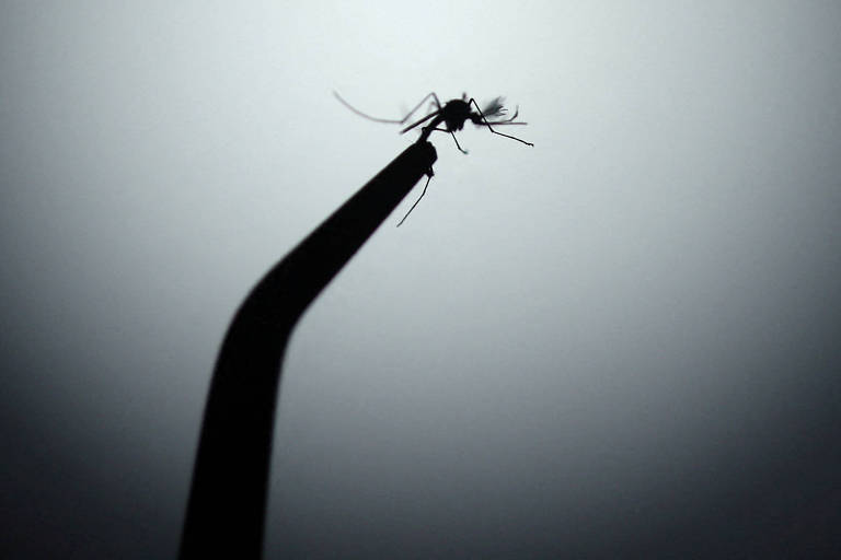 Mosquito Aedes aegypti visto segurado em uma pinça.