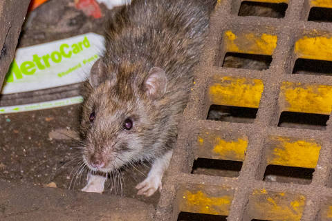 A rat crouches next to trash on a New York subway platform on April 6, 2024. While precise estimates are difficult, a pest control company said there were as many as three million rats in New York City. (Lucia Buricelli/The New York Times) ORG XMIT: XNYT0479