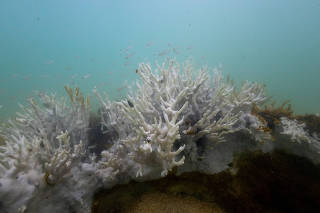 Bleached coral is seen in a reef at the Costa dos Corais in Japaratinga