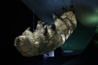 A model of a tardigrade at the American Museum of Natural History in New York, on March 30, 2015. (Hiroko Masuike/The New York Times)
