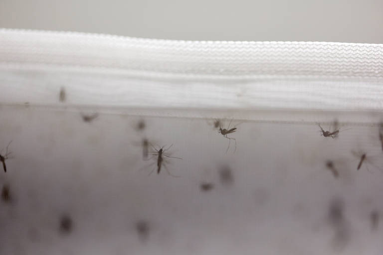 Estado de SP registra 668 mortes por dengue e 995.106 casos confirmados em 2024