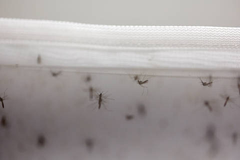 Aedes aegypti mosquitoes with the dengue-blocking Wolbachia bacteria are seen at a laboratory in the Oswaldo Cruz Foundation (Fiocruz) in Rio de Janeiro, Brazil April 9, 2024. REUTERS/Pilar Olivares ORG XMIT: HFSPON05