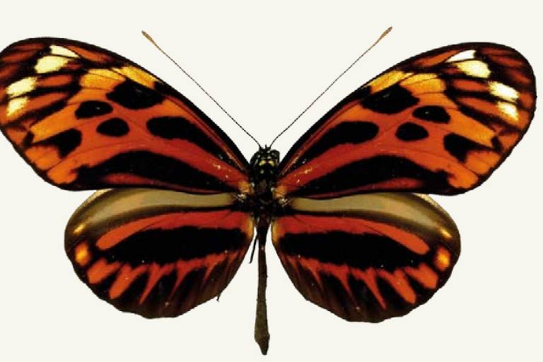 Namoro entre espécies de borboletas faz outra surgir na Amazônia
