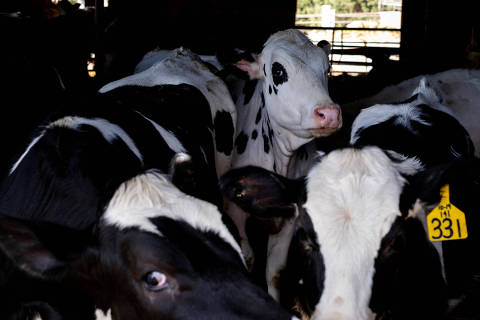 FILE PHOTO: Dairy farmer Brent Pollard's cows stand in their pen at a cattle farm in Rockford, Illinois, U.S., April 9, 2024.  REUTERS/Jim Vondruska/File Photo ORG XMIT: FW1