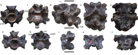fósseis de vertebras de cobra encontrados numa mina de lignito na área de Panandhro, no distrito de Kutch, em Gujarat, oeste da Índia
( Foto: Datta e Bajpai (2024)/ Divulgação ) DIREITOS RESERVADOS. NÃO PUBLICAR SEM AUTORIZAÇÃO DO DETENTOR DOS DIREITOS AUTORAIS E DE IMAGEM