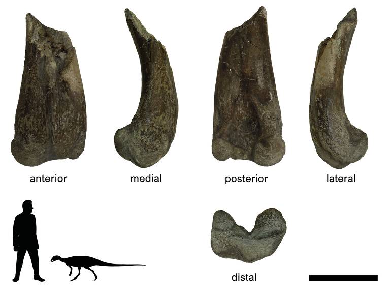 Pedaço do fêmur do dinossauro Tietasaura derbyiana 