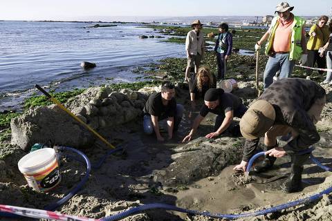 Scientists and paleontologists work following the last finding of an Elasmosaurus --a species that became extinct 70 million years ago-- in Algarrobo, Valparaiso region, Chile, on April 10, 2024. Paleontologists work in a hurry before the tide rises on a beach on the central coast of Chile. They are rescuing the fossil remains of a unique marine reptile that lived 70 million years ago, a treasure for scientists. (Photo by PABLO COZZAGLIO / AFP) ORG XMIT: 2809