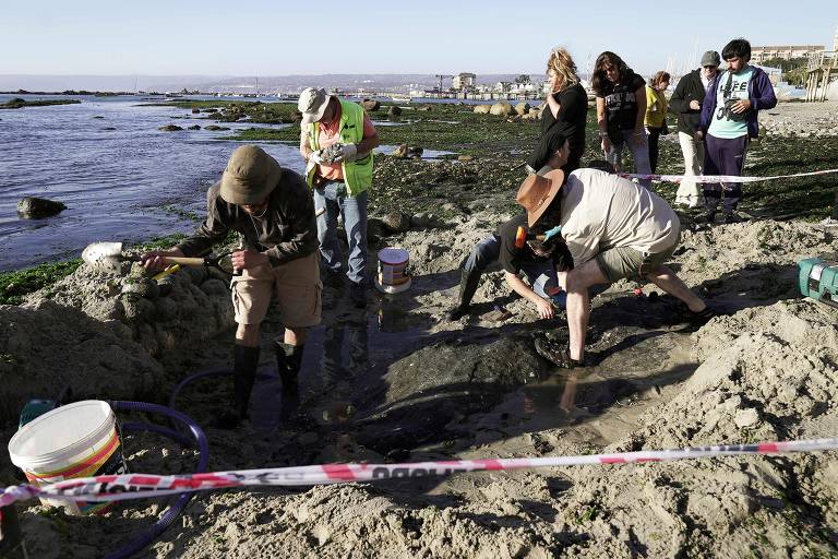 Paleontólogos na praia de Algarrobo, no Chile, onde mulher se deparou com rocha com vértebras de réptil marinho de 70 milhões de anos