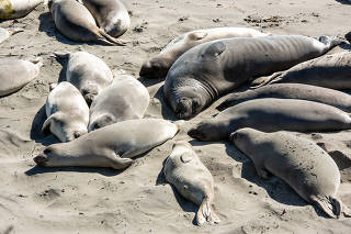 Resting elephant seals of the Piedras Blancas colony near San Simeon, Calif.  Elephant seals breed in large, crowded colonies, and they sneeze all day, dispersing large droplets of mucus each time they do so. (Drew Kelly/The New York Times)