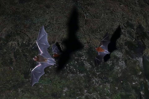 Bats fly out of the Planaltina cave in Para, Brazil, July 12, 2021. REUTERS/Bruno Kelly ORG XMIT: HFS-GGG-SREP455