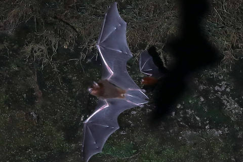 Bats fly out of the Planaltina cave in Para, Brazil, July 12, 2021. REUTERS/Bruno Kelly ORG XMIT: HFS-GGG-SREP455
