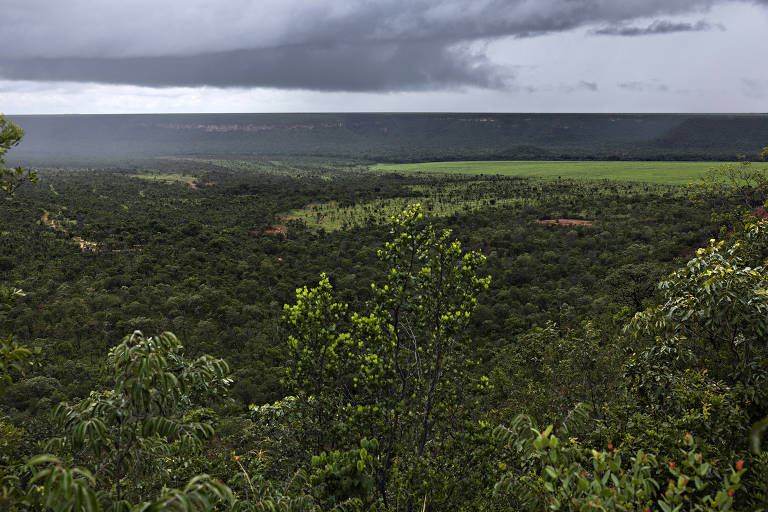 Desmatamento no cerrado cai pela 1ª vez em 4 anos, e na amazônia tem leve alta