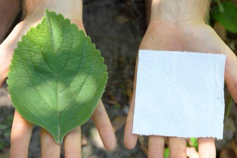 Palma da mão sustenta uma folha de boldo ao lado de palma da mão com uma folha de papel higiênico