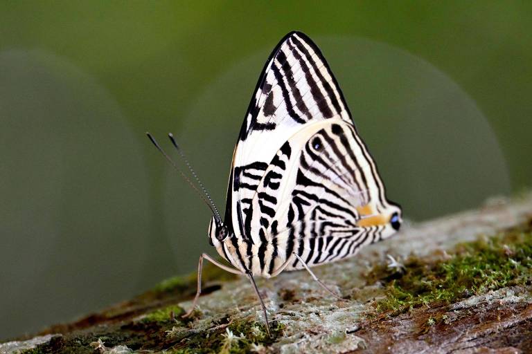 Na amazônia equatoriana, borboletas são 'termômetros' das mudanças climáticas; veja fotos