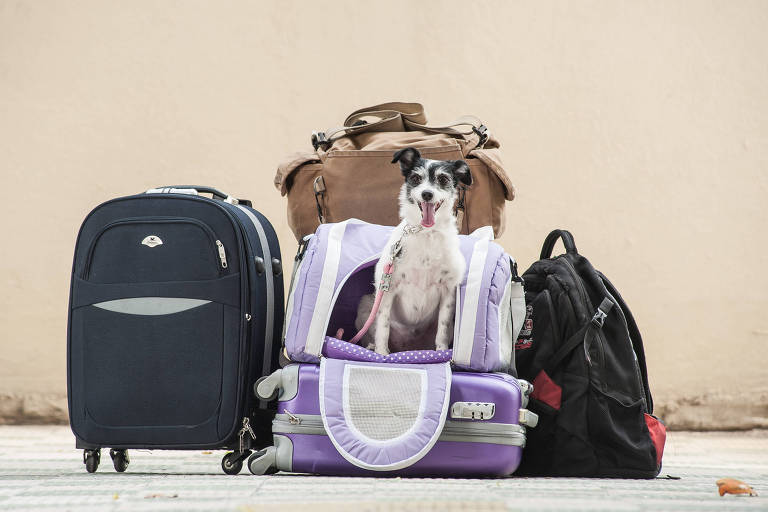 Veja as regras para viajar de avião com cachorro ou outro pet na Gol, na Latam e na Azul
