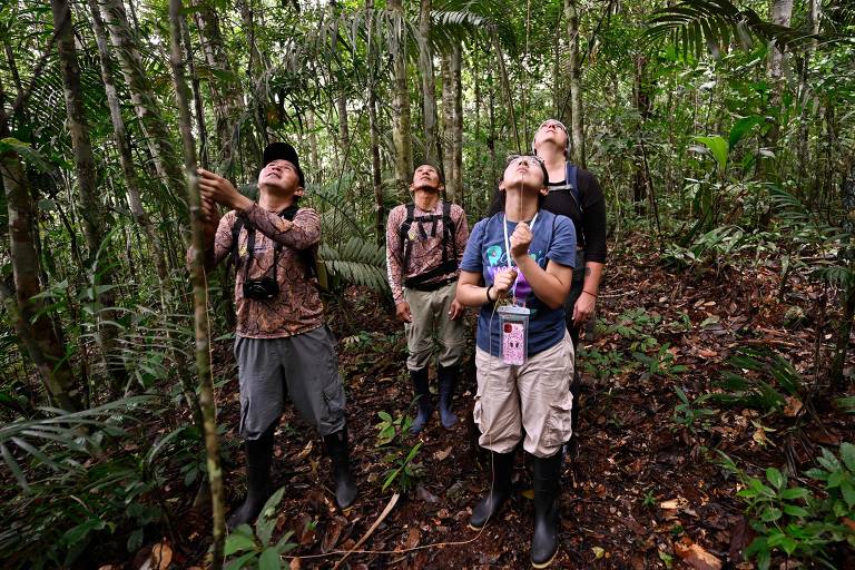 Borboletas são estudadas na amazônia equatoriana para entender efeitos da crise do clima