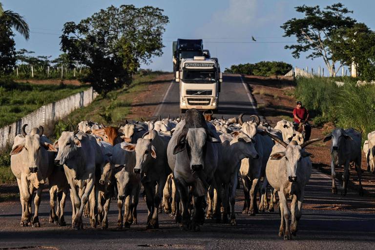 Produtores conduzem gado ao longo da estrada BR-222 perto de Boa Esperança, no Maranhão