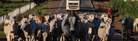 Herdsmen drive cattle along a BR-222 road near Boa Esperanca, Maranhao State, Brazil, on April 21, 2023. (Photo by NELSON ALMEIDA / AFP) ORG XMIT: NAL001