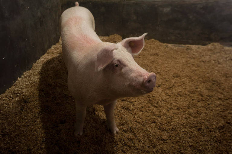 Equipe da USP tenta gerar porcos geneticamente modificados para fornecer órgãos a seres humanos