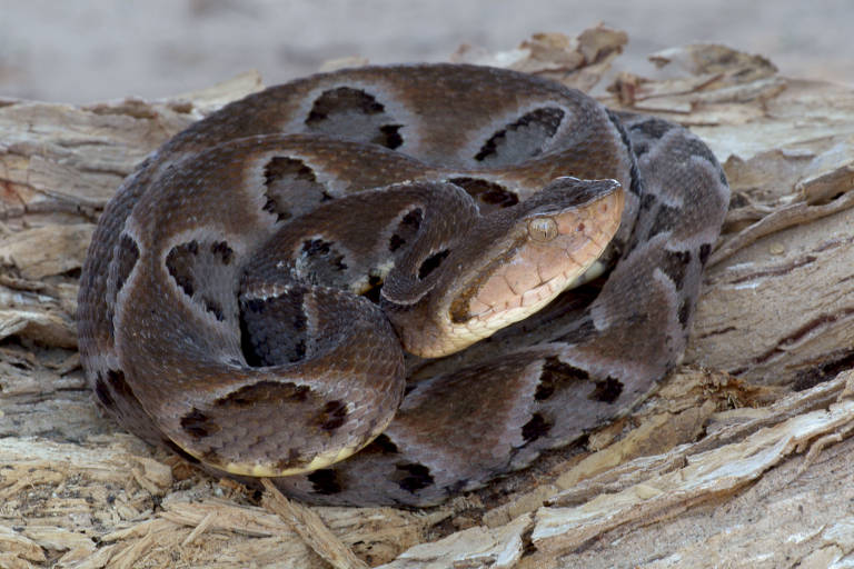 Serpentes evoluíram formas diversas e mais rapidamente do que lagartos