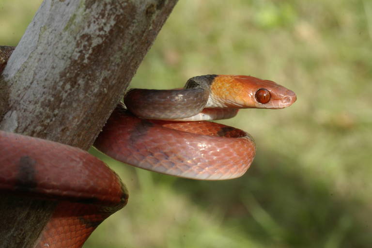 A espécie Siphlophis compressus, fotografada em Rio Tinto (Paraíba)