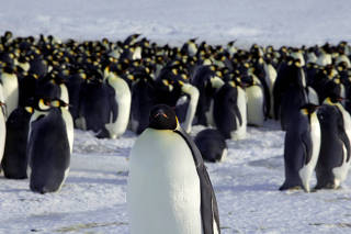 FILE PHOTO: Emperor penguins are seen in Dumont d'Urville, Antarctica