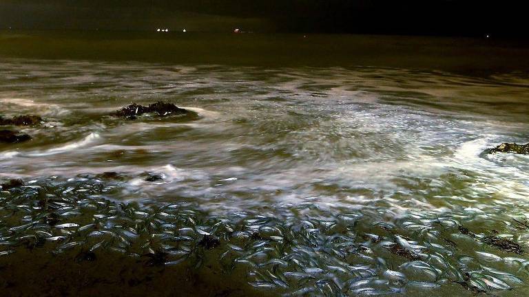 Os peixes que promovem 'orgias' nas praias da Califórnia em rituais ordenados pela Lua