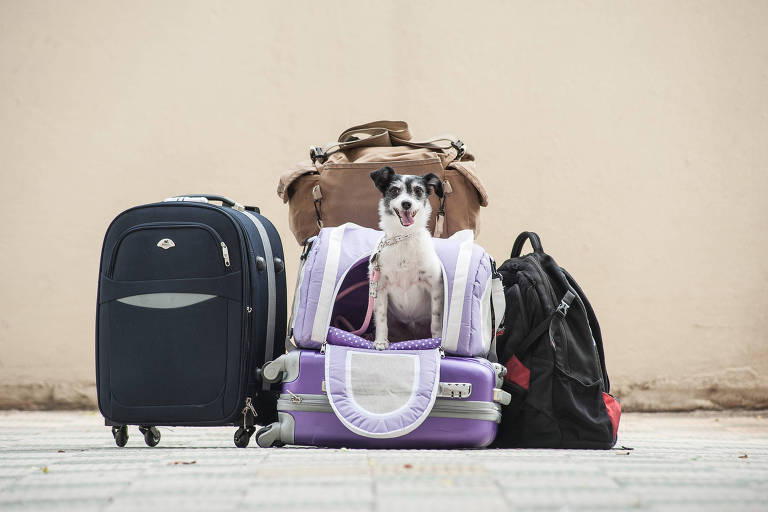 A imagem mostra um cachorro pequeno e branco com manchas pretas sentado em uma bolsa de transporte roxa, cercado por várias malas de viagem