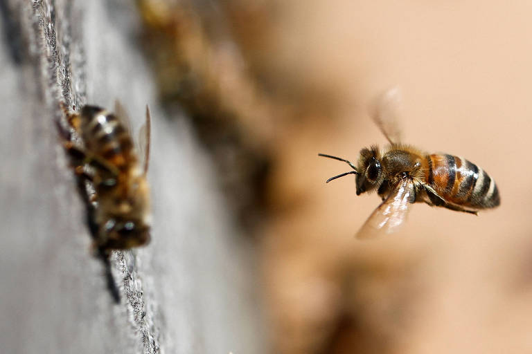 Maioria das abelhas não morre depois de dar uma ferroada