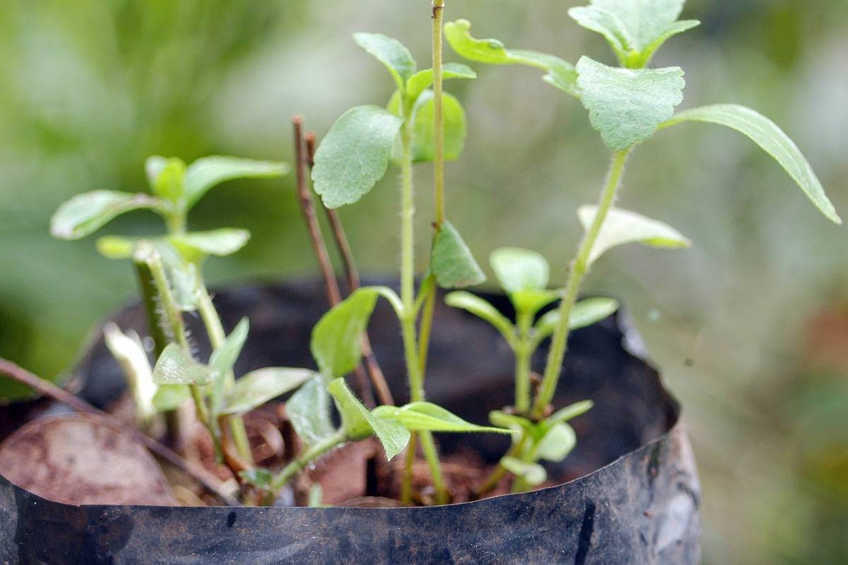 Indígenas apontam apropriação cultural e intelectual por uso de cupuaçu, tucumã e stevia