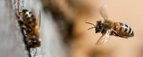 A bee flies out from the hive in Montrelais near Nantes, France, April 11, 2024. REUTERS/Stephane Mahe ORG XMIT: GGGMAHE08