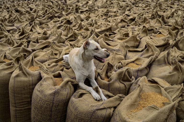 Um cachorro de rua pousa em sacos de grãos de trigo em um mercado atacadista em Jalandhar