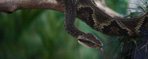A jararaca snake is seen at the Butantan Institute, as researchers study a compound found in fruits that can neutralize its poison, in Sao Paulo, Brazil May 18, 2022. Picture taken May 18, 2022. REUTERS/Carla Carniel ORG XMIT: HFS-SAO107