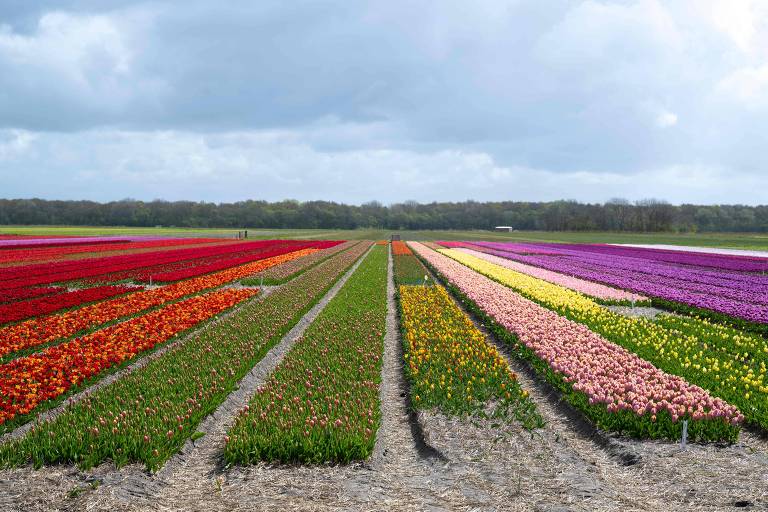 Mudanças climáticas e Brexit ameaçam produtores de tulipas na Holanda