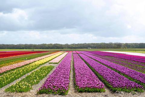 This photograph taken on April 24, 2024 near Egmond, Noord Holland province, shows a field of blooming tulip flowers. As the world heats up, the atmosphere contains more water vapour, meaning wetter winters, and rising temperatures mean hotter spring and summer periods in the Netherlands -- a deadly combination for tulips farmers. (Photo by Nick Gammon / AFP)