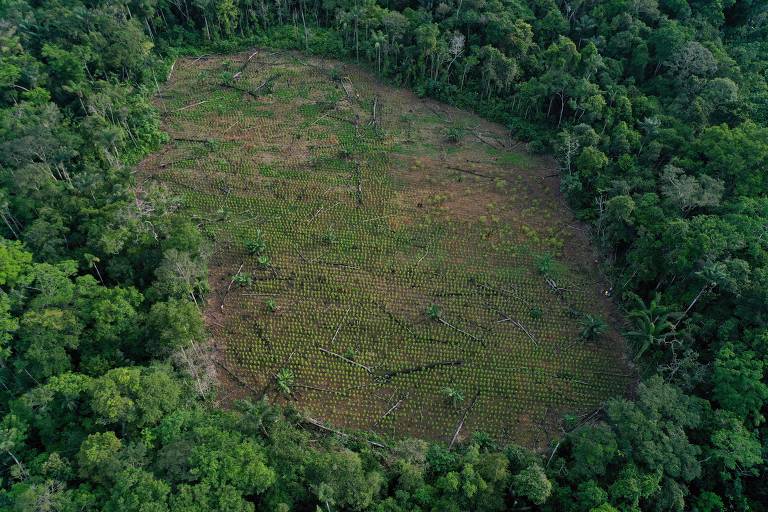 Floresta amazônica se torna 'refém' de guerrilheiros em negociações na Colômbia