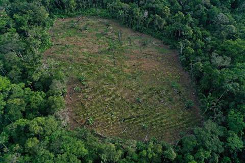(FILES) Aerial view of a coca field amid remains of deforested trees in Guaviare department, Colombia, on November 4, 2021. Colombian guerrilla fighters, who long used kidnapping to raise cash and negotiate clout, have landed on a new type of 